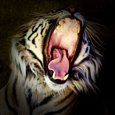 Tigerzähne, 2017 von Unbekannter Künstler