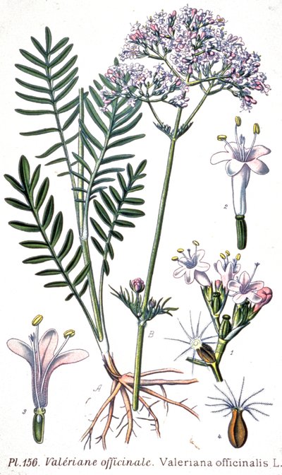 Valeriana officinalis von Unbekannter Künstler