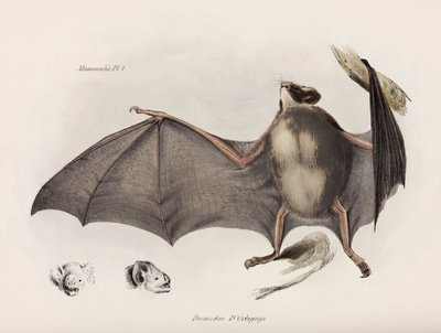 Vampirfledermaus, Südamerika, ca. 1832-1836 von Unbekannter Künstler