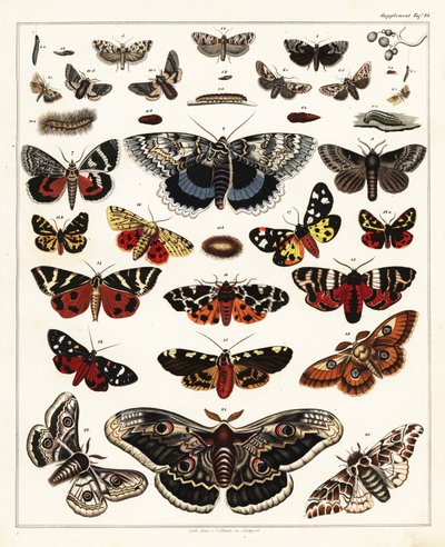 Verschiedene Schmetterlinge, Motten usw. (Lithographie) von Unbekannter Künstler