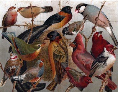 Verschiedene Vögel, um 1900 (Gravur) von Unbekannter Künstler