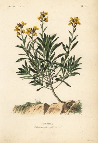 Goldlack, Erysimum cheiri von Unbekannt