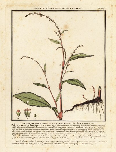 Wasserpfeffer, Persicaria hydropiper von Unbekannter Künstler