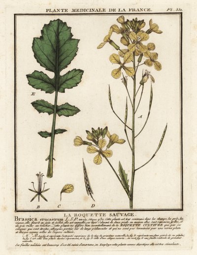 Wasserkresseblättrige Rauke, Erucastrum nasturtiifolium von Unbekannter Künstler