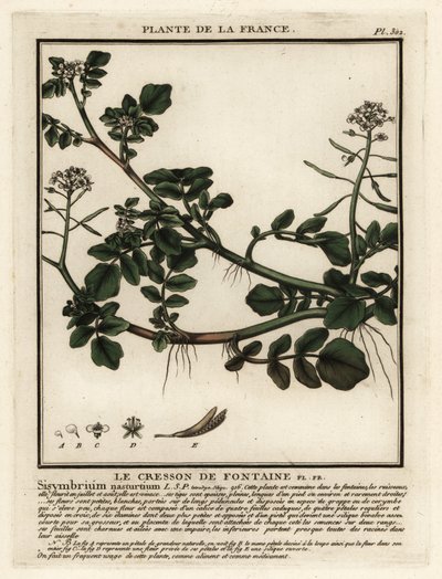 Brunnenkresse, Nasturtium officinale von Unbekannter Künstler