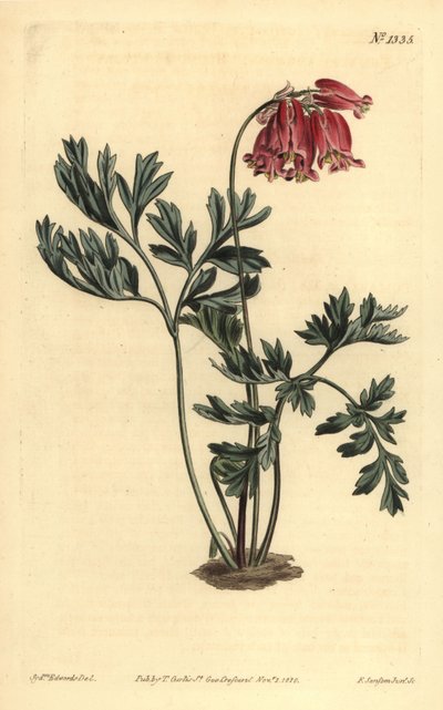 Wildes Tränendes Herz, Dicentra formosa von Unbekannt
