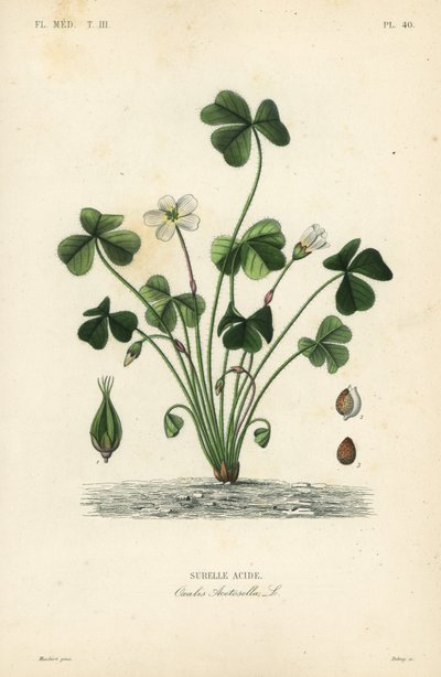 Waldsauerklee, Oxalis acetosella von Unbekannt