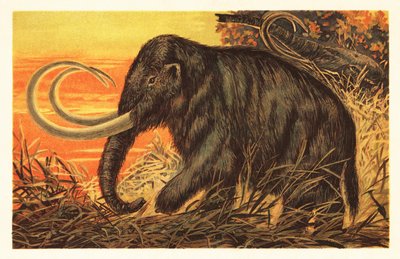 Wollmammut, Mammuthus primigenius von Unbekannter Künstler