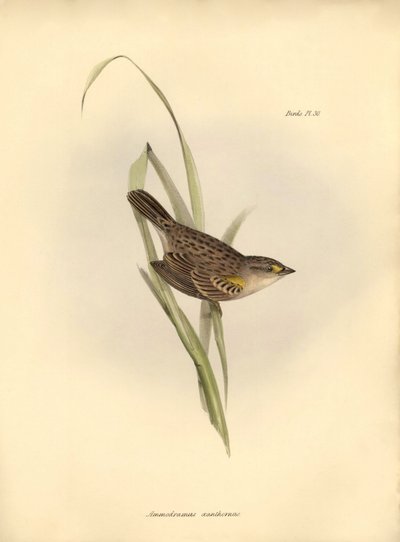 Ornithologie: Ammodramus xanthornus von Unbekannter Künstler