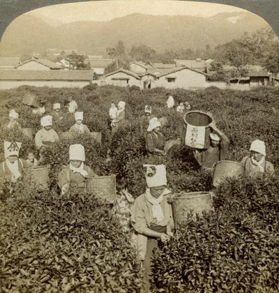 Mädchen pflücken Tee, Uji, Japan von Underwood and Underwood