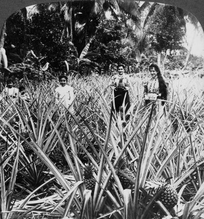 Ananasfelder, Mayaguez, Puerto Rico von Underwood and Underwood