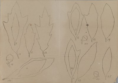 Studie von Blattformen von Unidentified