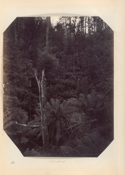 Australien - (Victoria und S. Australien) von Unknown