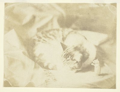 Mrs. Craiks Katze von Unknown