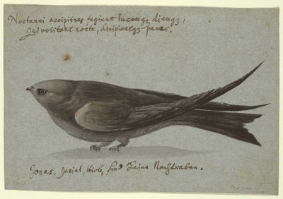 Nachtschwalbe von Unknown