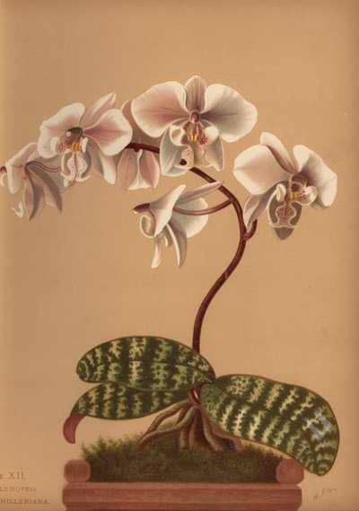 Phalaenopsis schilleriana (Phalaenopsis schilleriana) von Unknown