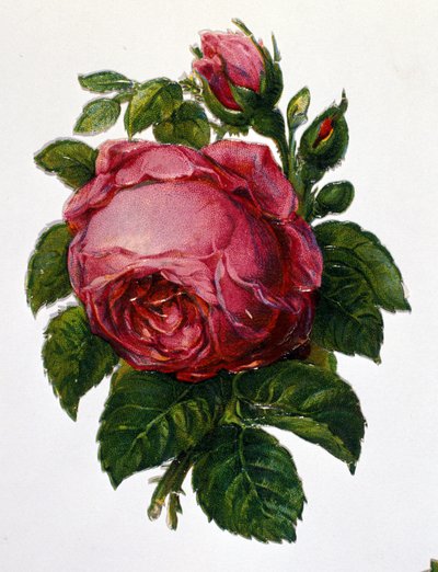 Eine Rose von Unknown artist