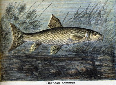 Gemeiner Barbe. Gravur von 1897 von Unknown artist