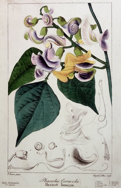 Bohnen-Schnecke (Phaseolus caracola), botanische Tafel von Unknown artist