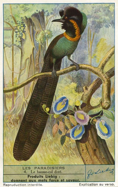 Paradiesvogel von Unknown artist