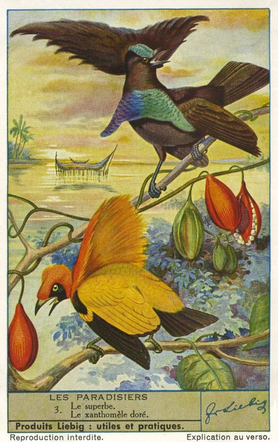 Paradiesvögel von Unknown artist