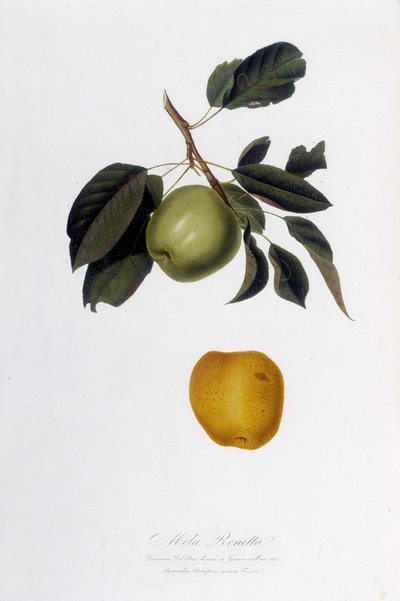 Botanische Tafel: Apfel Reinette (Mela Renetta) von Unknown artist