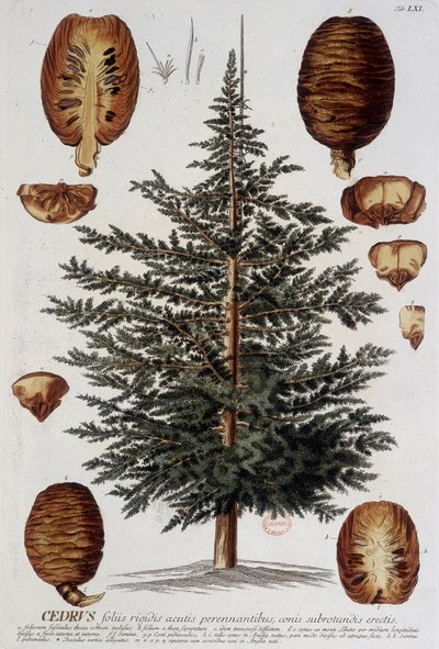 Botanische Tafel: Zeder. n.d. 19. Jahrhundert von Unknown artist