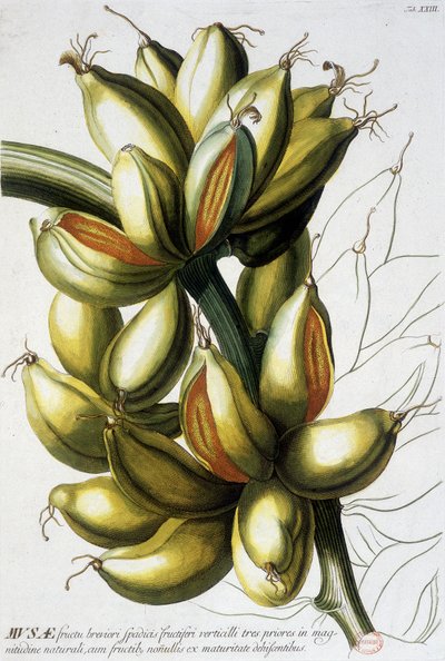 Botanische Tafel: Bananen. n.d. 19. Jahrhundert von Unknown artist