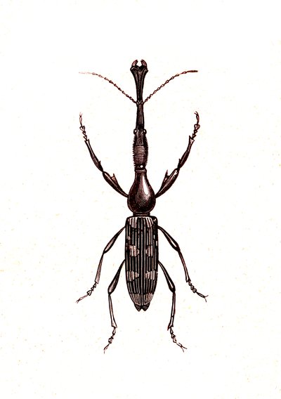 Coleoptera: Brenthus Temminchii von Unknown artist