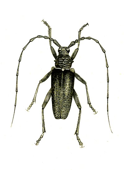 Coleoptera: Cerambyx heros von Unknown artist