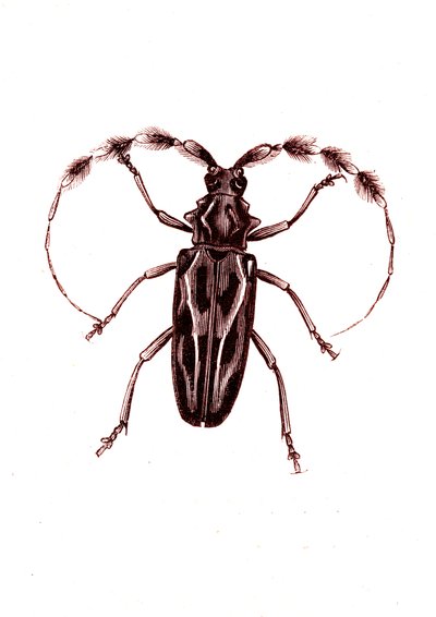 Coleoptera: Lophocerus barbatus von Unknown artist