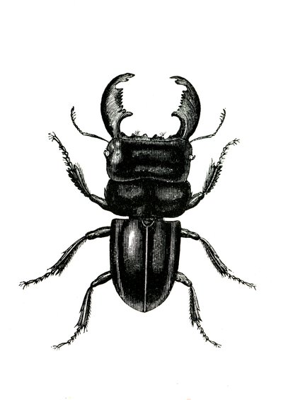 Coleoptera: Odontolarius giganteus von Unknown artist