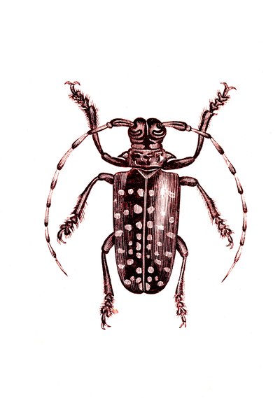 Coleoptera: Ophoptera Tollii von Unknown artist