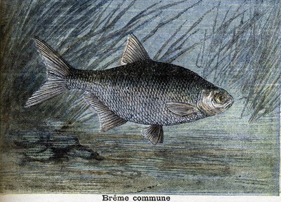Gemeine Breme. Gravur von 1897 von Unknown artist