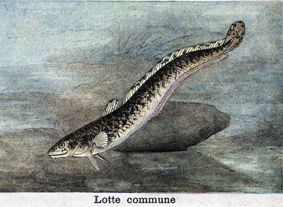 Gemeine Lotte, Gravur von 1898 von Unknown artist