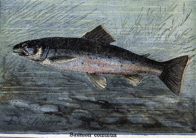 Gemeiner Lachs. Gravur von 1897 von Unknown artist