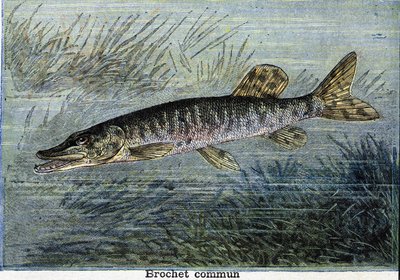 Gemeiner Hecht. Gravur von 1897 von Unknown artist