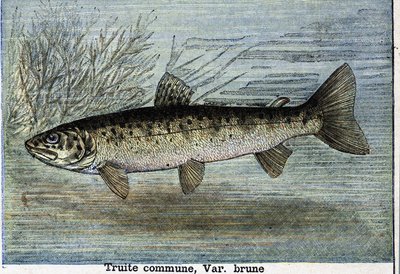 Gemeine Forelle. Gravur von 1897 von Unknown artist