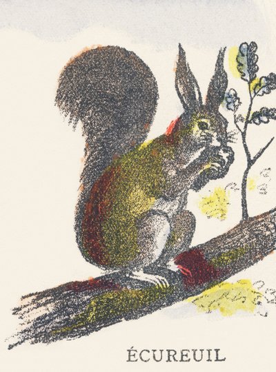 E: Eichhörnchen von Unknown artist