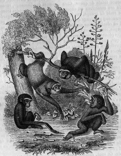 Gravur, die die Gibbons Hoolock von Indien darstellt. von Unknown artist