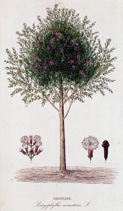 Gewürznelke (Caryophyllus aromaticus) von Unknown artist