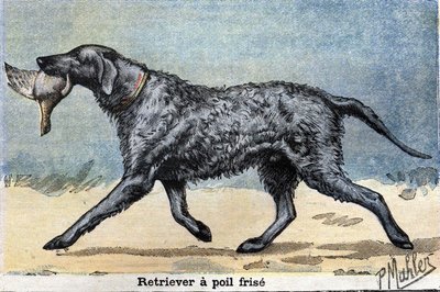 Jagdhund: Lockenhaariger Retriever von Unknown artist