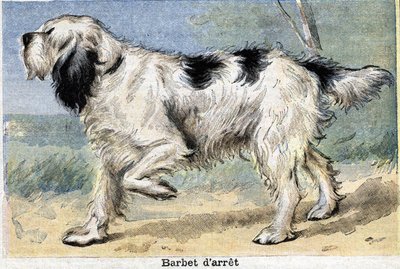 Jagdhund: Stop Barbet von Unknown artist