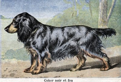 Jagdhund: Schwarzer Cocker und Feuer von Unknown artist