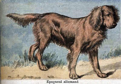 Jagdhund: Deutscher Spaniel von Unknown artist