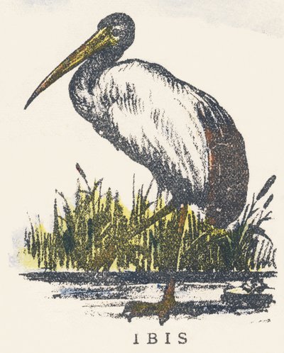 I: Ibis von Unknown artist