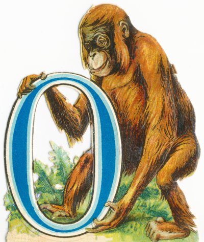O: Orang-Utan von Unknown artist