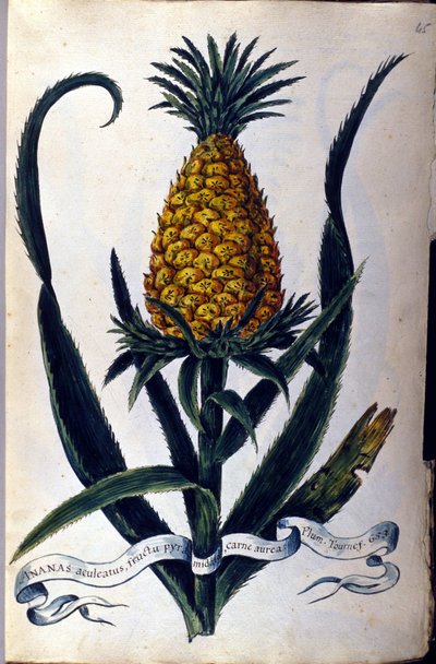 Ananas. Botanische Tafel aus dem 19. Jahrhundert. von Unknown artist