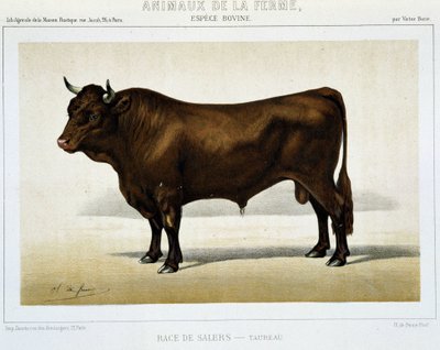 Salers-Rind - in „Farm Animals“ von Unknown artist