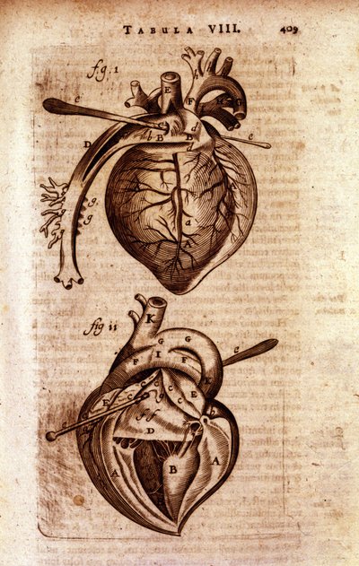 Das Herz von Bartholin